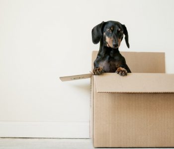dog peeking out from inside an empty moving box